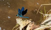 Перебуває під загрозою зникнення: у Дніпрі зазнімкували яскраву комаху (ФОТО)