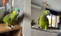 Копирует голоса детей: в Днепре потерялся дружелюбный попугай