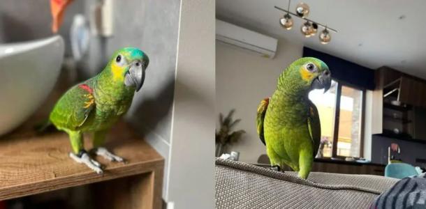 Копирует голоса детей: в Днепре потерялся дружелюбный попугай