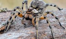 ТОП-5 ядовитых пауков, которые могут обитать в Днепре: где прячутся и как выглядят