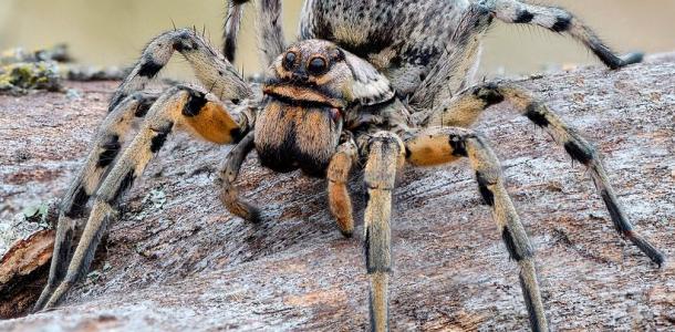 ТОП-5 ядовитых пауков, которые могут обитать в Днепре: где прячутся и как выглядят
