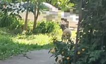 По центру Дніпра бродила загублена вівця (ВІДЕО)