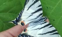 На Дніпропетровщині побачили рідкісного метелика занесеного до Червоної Книги (ФОТО)