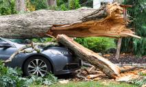 В Днепре в Зеленом Гаю огромное дерево упало на припаркованные автомобили