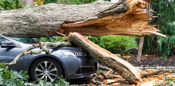 В Днепре в Зеленом Гаю огромное дерево упало на припаркованные автомобили