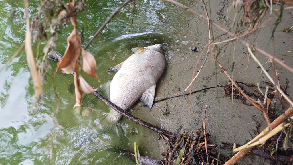 Новости Днепра про В Днепре на Победе и Монастырском острове массово гибнет рыба