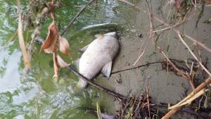 Новости Днепра про У Дніпрі на Перемозі та Монастирському острові масово гине риба