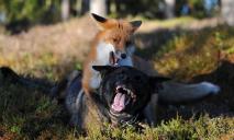 У Новомосковському районі скажена лисиця напала на собаку та кота