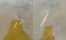 У Дніпрі біля Монастирського острову знаходять мертву рибу