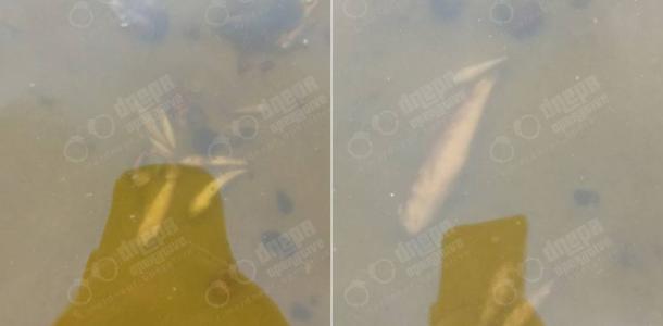 В Днепре возле Монастырского острова находят мертвую рыбу