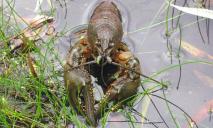 На Дніпропетровщині двоє браконьєрів наловили раків на 3 млн гривень