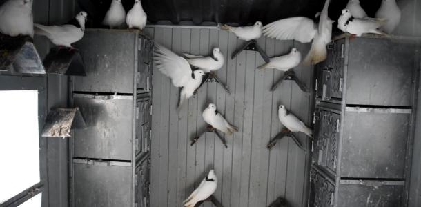 Хотел отомстить соседу: в Кривом Роге подросток поджег голубятню