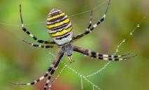 Отруйні павуки на Дніпропетровщині: як розпізнати укус та що робити
