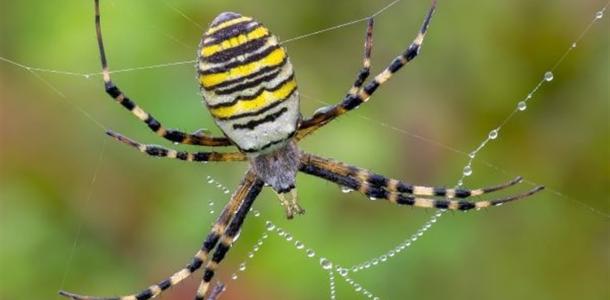 Ядовитые пауки на Днепропетровщине: как распознать укус и что делать