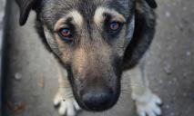 У Дніпрі на Виконкомівській чоловік стріляв у безпритульного собаку: коментар поліції