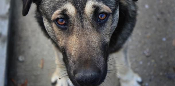 В Днепре на Исполкомовской мужчина стрелял в бездомную собаку: комментарий полиции