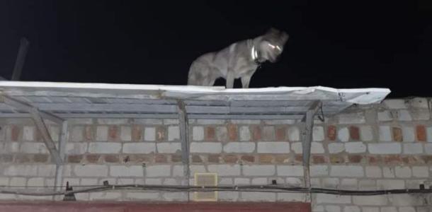 В Днепре на ж/м Приднепровский с крыши гаража спасали собаку